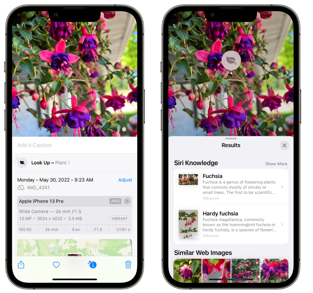 桂平苹果手机维修分享小技巧：使用 iPhone 相机识别花卉植物 